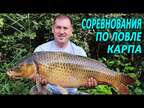 Видео: СОРЕВНОВАНИЯ по ЛОВЛЕ КАРПА на Высокополье