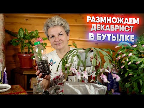 Видео: Размножаем декабрист в бутылке