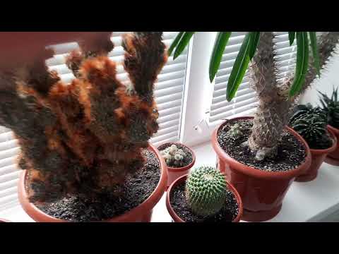 Видео: Кактусы простой уход. Семь лет от первого ролика .