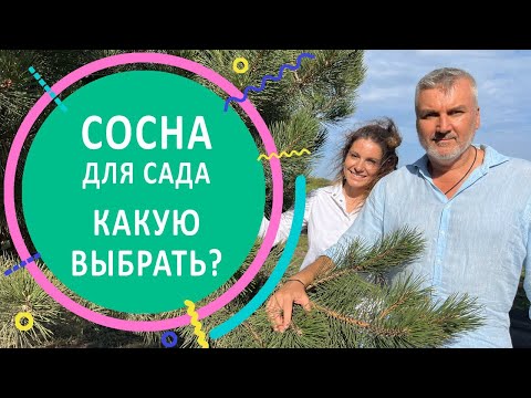 Видео: Сосна для сада. Какую выбрать?