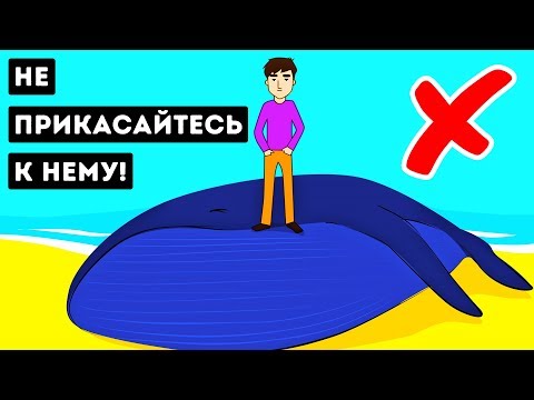 Видео: Почему Мертвые Киты Настолько Опасны?