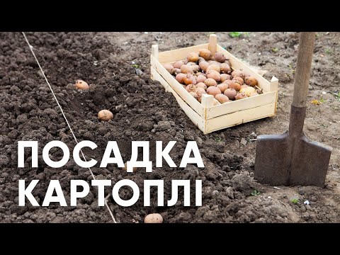 Видео: Посадка картоплі. Захист від шкідників і хвороб, підвищення врожайності за допомогою біопрепаратів.
