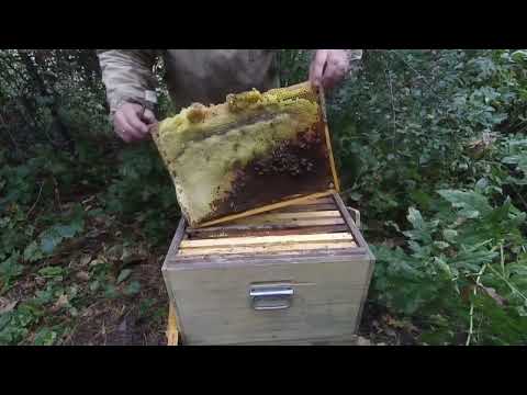 Видео: Осіння ревізія, підготовка до зими