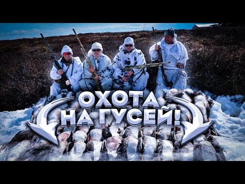 Видео: Шикарная ОХОТА на ГУСЕЙ в Тундре. Добыли 100 ГУСЕЙ на всех.