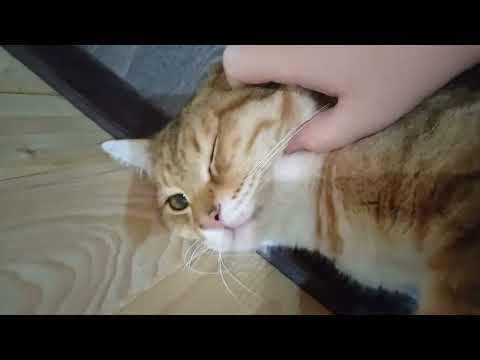 Видео: 3 ноября 2025 г.