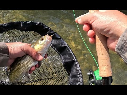 Видео: Риболов с брутални кефалски атаки през есента  Втора част Fly Fishing with brutal chub attacks. 2