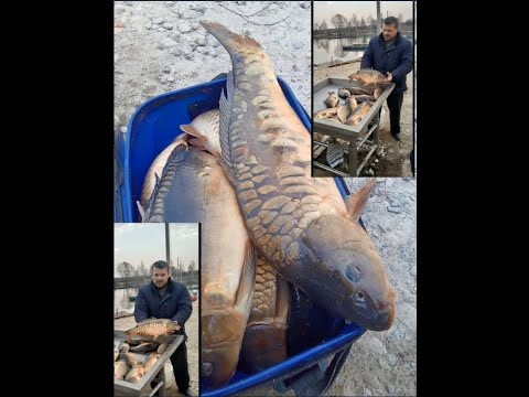 Видео: ЛОВЛЯ КАРПА ВЕСНОЙ НА КОММЕРЧЕСКОМ ВОДОЕМЕ! РЫБАЛКА В КОКИНО!