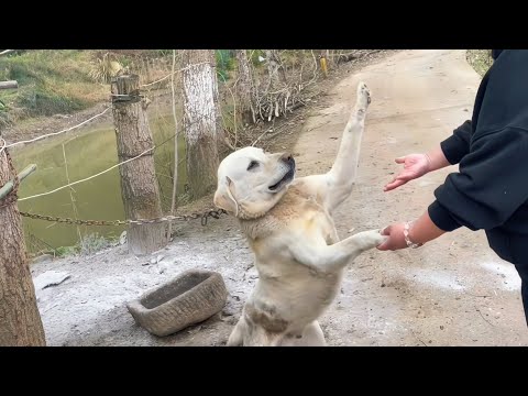 Видео: Брошенный Лабрадор-Ретривер Ищет Помощи, Прикованный Цепью, Спасенный Настойчивостью