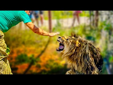 Видео: Мы привезли целое ВЕДРО МЯСА не ручному льву, но остальные пытаются отобрать-пришлось ГОНЯТЬ ЛЬВОВ)