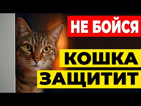 Видео: 6 раз, когда кошка ЗАЩИЩАЛА вас — и вы даже не знали
