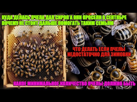 Видео: Почему ПЧЁЛЫ СЛАБЕЮТ и ПРОСЕЛИ ДАЖЕ ПОСЛЕ СИРОПА какое МИНИМАЛЬНОЕ КОЛИЧЕСТВО ПЧЕЛЫ ДЛЯ ЗИМОВКИ 🐝🐝🐝