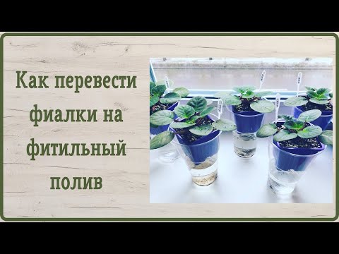 Видео: Фиалки. Перевод на фитильный полив