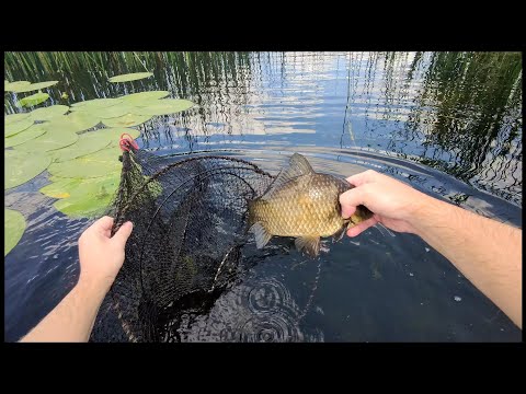 Видео: ВОТ ЭТО УЛОВ!!! Моя лучшая рыбалка на верши (кубарь, ятерь, морду)!