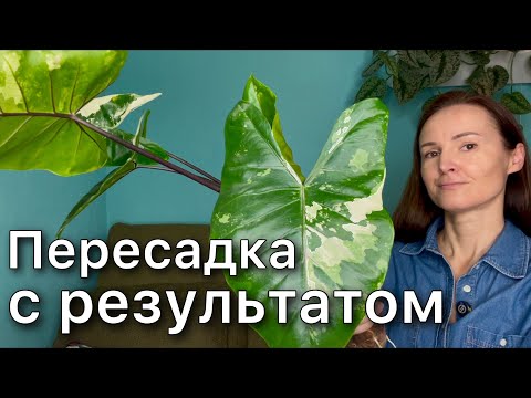 Видео: Редкая вариегатная Алоказия  Блэк Стем ПЕРЕСАДКА в керамзит | Зеленое сердце