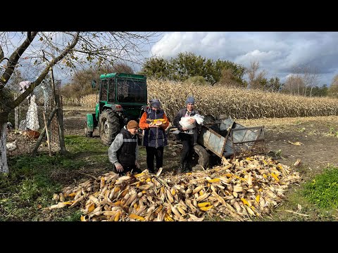 Видео: Сімейний збір! Проблеми з вирощуванням кукурудзи, рештки!!!