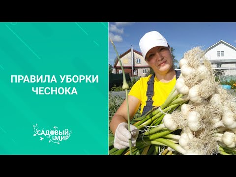 Видео: Когда выкапывать  озимый чеснок в июле. Верный признак готовности  по народной примете.