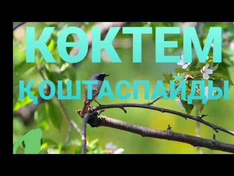 Видео: КӨКТЕМ ҚОШТАСПАЙДЫ 2-ші бөлім | Бақтияр Ерімбетов | Повесть |