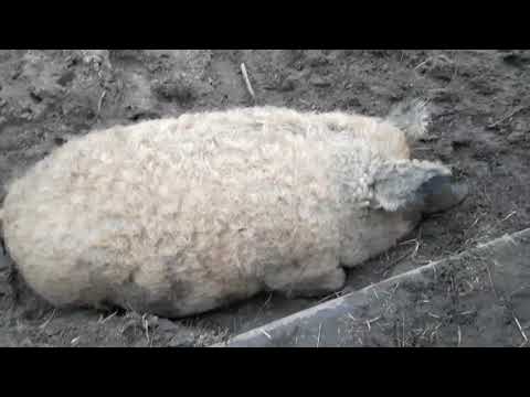 Видео: Венгерская мангалица, опорос от начала до конца.