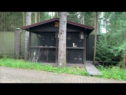 Видео: Все о содержании белок в вольере.Исключительно мой опыт.Часть 1