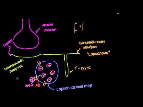 Видео: Булчингийн эсэд саркоплазмын торын гүйцэтгэх үүрэг