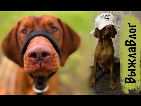 Видео: ВыжлаВлог 11. Кинологический лагерь в Анапе. Часть 1.