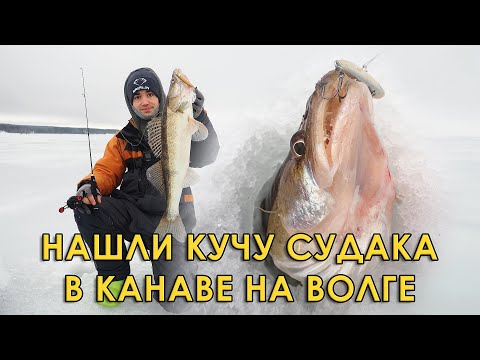 Видео: Судак лупит наши вибы без бели! Зимняя рыбалка на Волге.