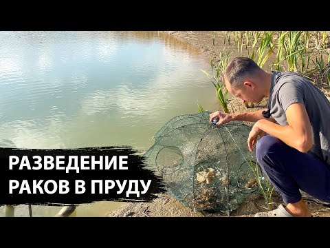 Видео: Осенняя проверка пруда вершами и раколовками, поймал осетра и кучу раков. Разведение раков в пруду
