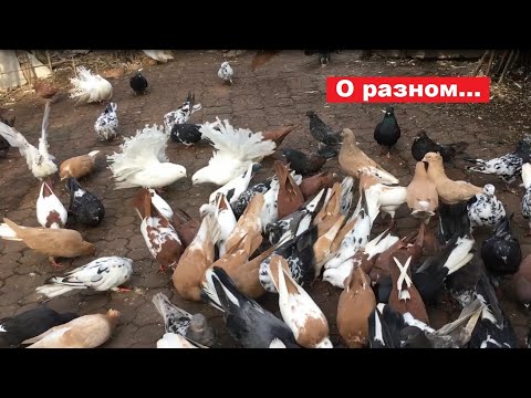 Видео: Немного о разном...