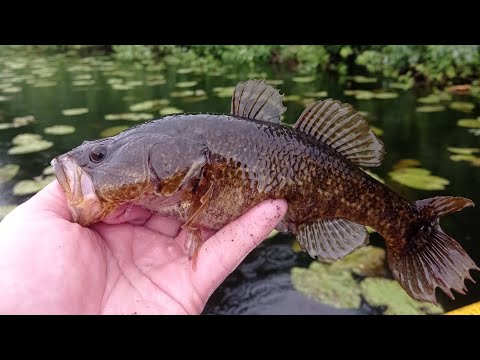 Видео: Ловля Ротана и Карася на боковой кивок. Рыбалка в кувшинках. Рыбалка в Чувашии.