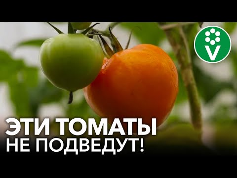 Видео: ЭТИ СОРТА ТОМАТОВ НЕ БОЛЕЮТ! Устойчивые к фитофторозу и кладоспориозу сорта помидоров