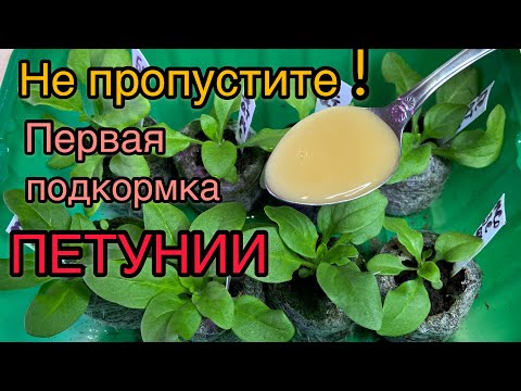 Видео: ГЛАВНАЯ ПОДКОРМКА ПЕТУНИИ ДЛЯ МОЩНЫХ КОРНЕЙ!