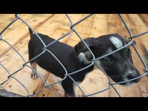 Видео: Хроники приютского потопа_Лохматая Душа