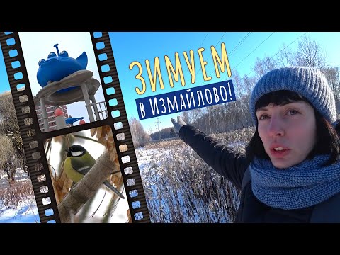 Видео: Зимний влог: румтур, синички, Измайловский парк