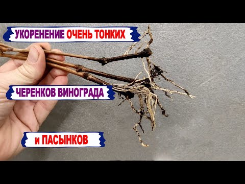 Видео: 🍇 Никогда не ВЫБРАСЫВАЙТЕ ТАКИЕ ЧЕРЕНКИ винограда. Можно ли укоренить ТОНКИЕ черенки и ПАСЫНКИ?