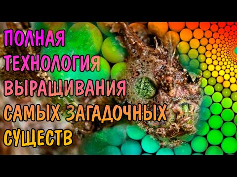 Видео: ВЫРАЩИВАНИЕ ПАЛОЧНИКОВ С НУЛЯ. ПОЛНАЯ ТЕХНОЛОГИЯ