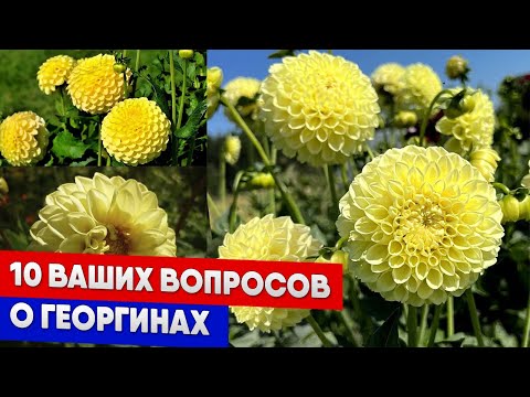 Видео: 10 ваших вопросов о георгинах