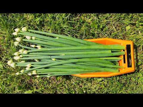 Видео: Тушеные  стрелки лука со сметаной