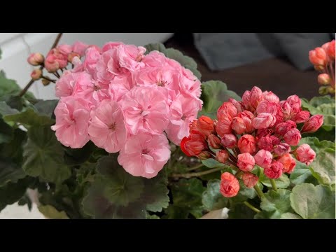 Видео: Герань осенью зимой выращивают только так, тогда герань будет цвести круглый год!