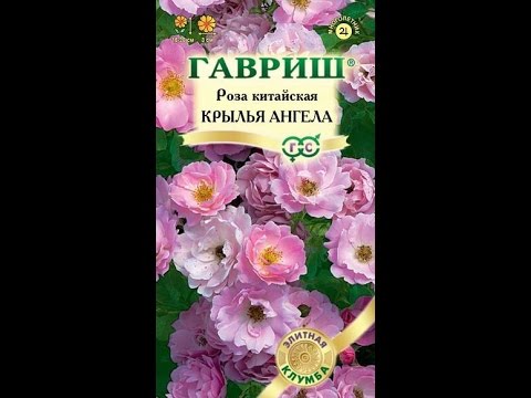 Видео: Роза "Крылья ангела" из семян.
