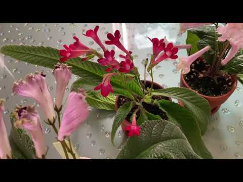 Видео: Куда пропали все мои Стрептокарпусы?!