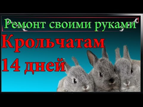 Видео: Крольчатам 14 дней,осмотр и как узнать кормит ли крольчиха крольчат