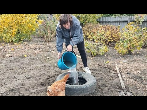 Видео: ІРГА, ЯБЛУНЯ СНіГОВИЙ КАЛЬВіЛЬ, ВИСАДКА.