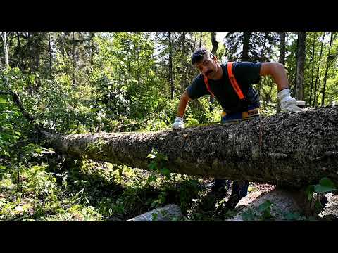 Видео: Строительство каноэ из бересты — часть 1 — сбор коры с дерева