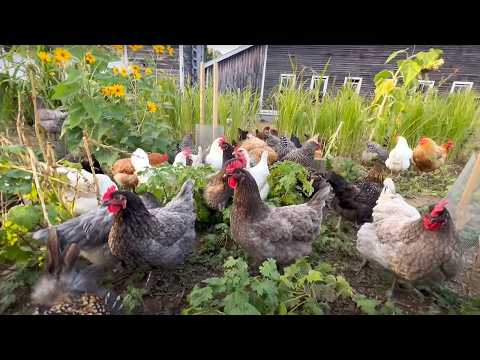 Видео: Использование куриной силы: здоровая почва и счастливые куры