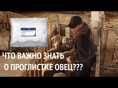 Видео: "Проглистовка" овец - важные моменты