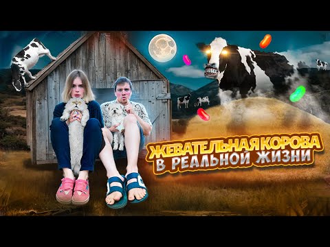 Видео: ЖЕВАТЕЛЬНАЯ КОРОВА В РЕАЛЬНОЙ ЖИЗНИ | 24 ЧАСА В СТАРОМ САРАЕ