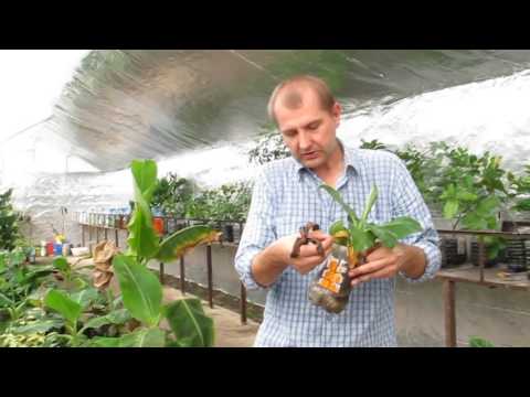 Видео: Банан Киевский карлик. Что делать если...