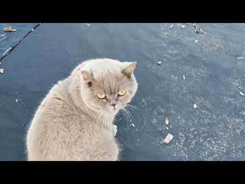 Видео: Чем помочь растениям после града.