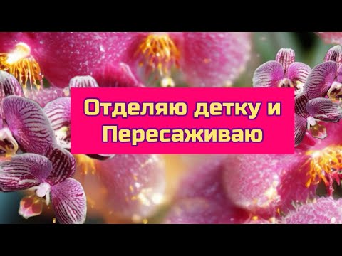 Видео: Орхидея фаленопсис Фантом . Отделяю детку и пересаживаю #orchid #plants #цветы 