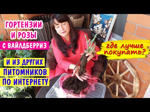 Видео: ГДЕ КУПИТЬ РОЗЫ? Розы и гортензии с Вайлдберриз и из питомников по почте.